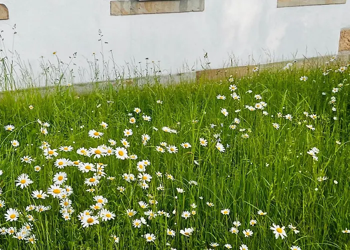 بيت للعطل Schwarzer Kater غروسشوناو