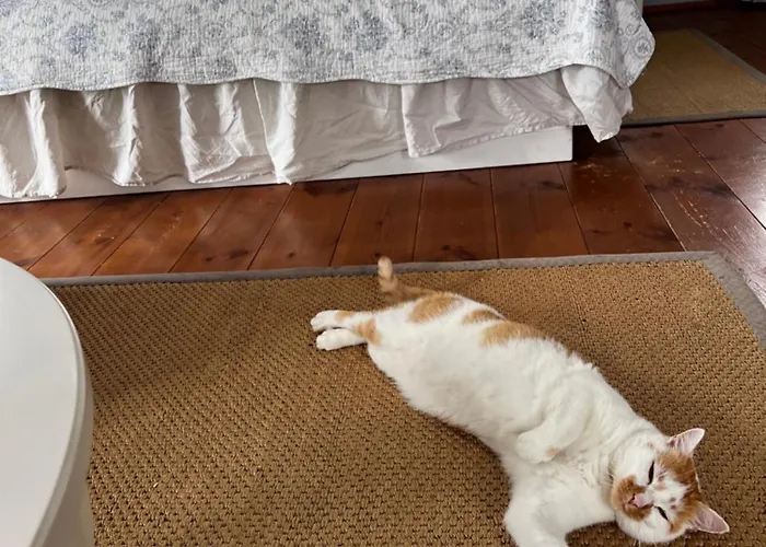 بيت للعطل Schwarzer Kater غروسشوناو